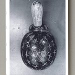 Turtle_buch_cover_600